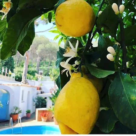 Calu Villa Ischia